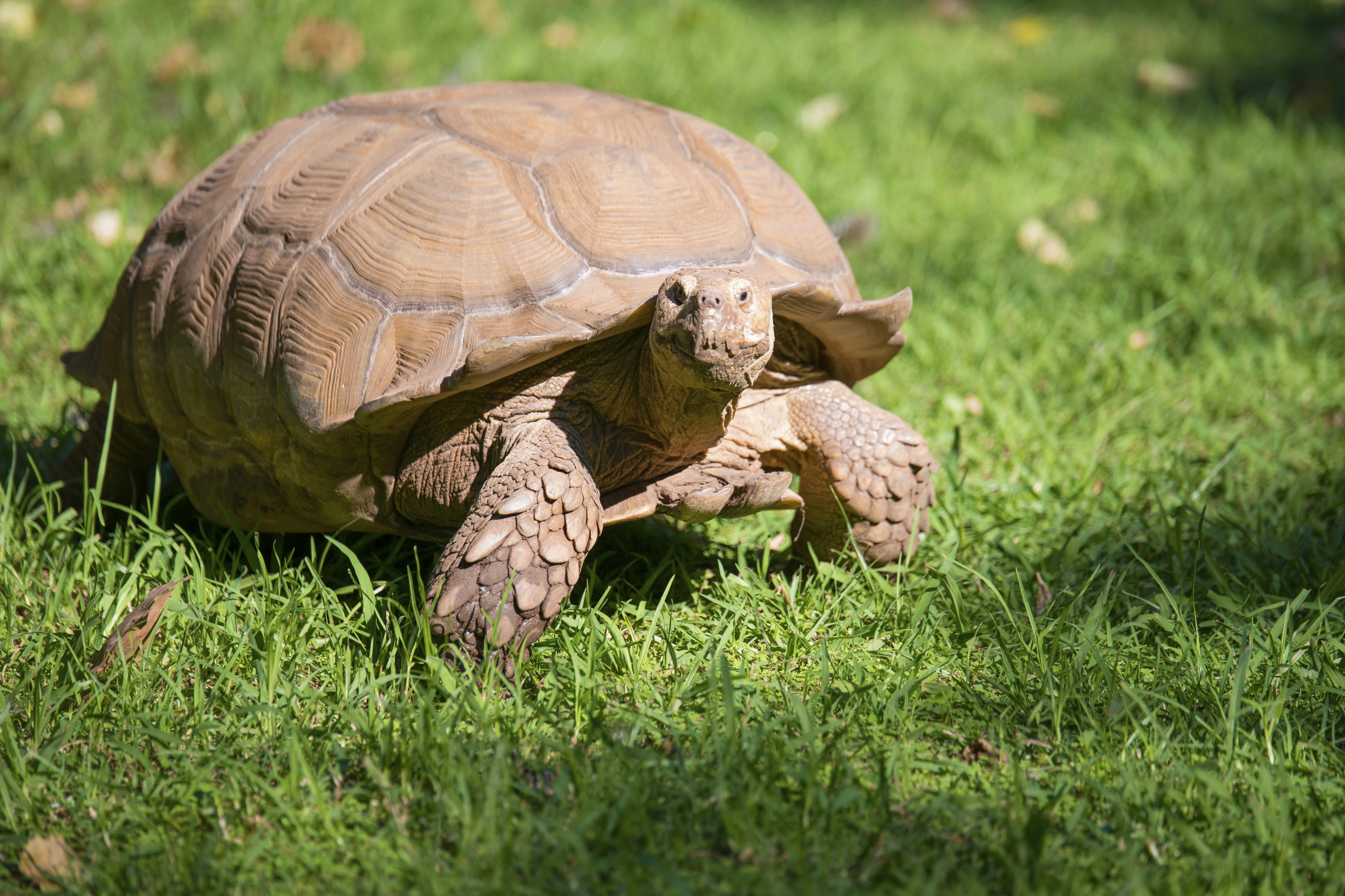 During a visit to the local zoo in Johannesburg and amongst all the “main” attractions, I was blessed to come across this very attentive little fellow. This got me thinking about life in general and the individual paths we walk. It is so easy to fall into the mistake of wishing we were this or that person, especially when they appear to be so much more larger than life than we seem to be. However trying to live up to somebody else’s standards and walking in somebody else’s shoes will never bring us true happiness. Be yourself, be unique, be true to who and what you are = true joy :)(: